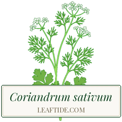 Coriandrum sativum