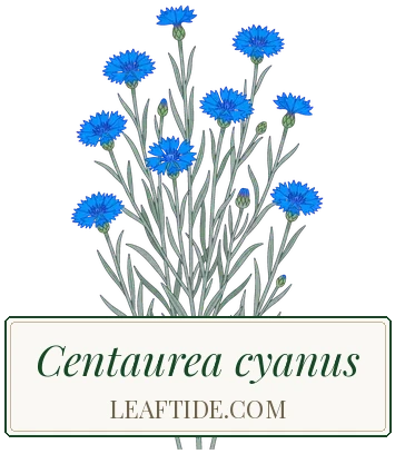 Centaurea cyanus