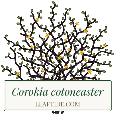 Corokia cotoneaster