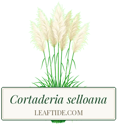 Cortaderia selloana