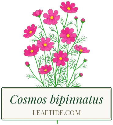Cosmos bipinnatus