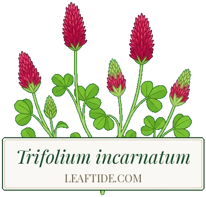 Trifolium incarnatum