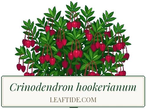 Crinodendron hookerianum