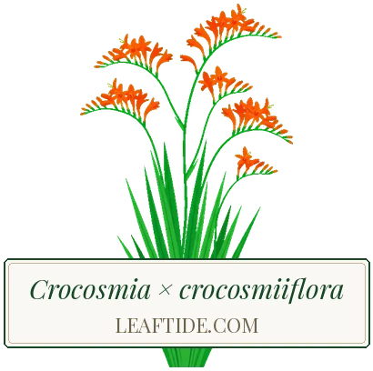 Crocosmia × crocosmiiflora