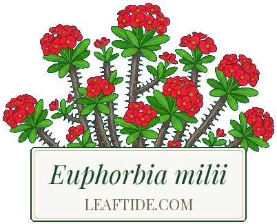 Euphorbia milii