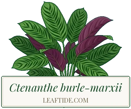 Ctenanthe burle-marxii