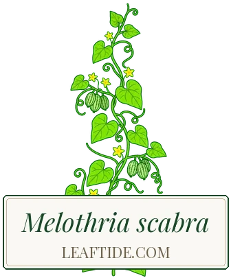 Melothria scabra