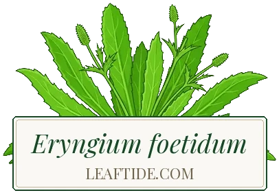 Eryngium foetidum