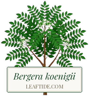 Bergera koenigii