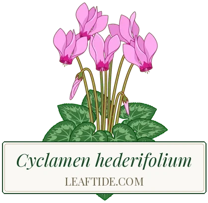 Cyclamen hederifolium