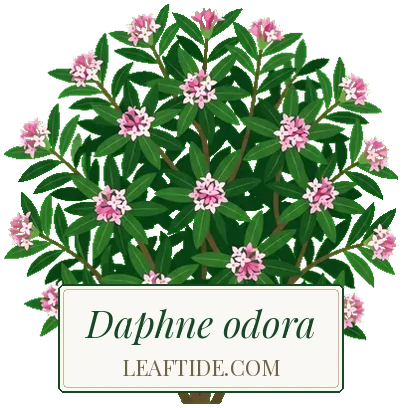 Daphne odora