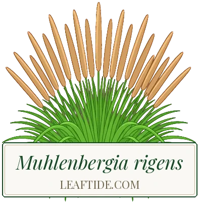 Muhlenbergia rigens