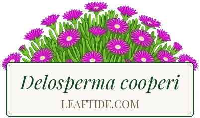 Delosperma cooperi