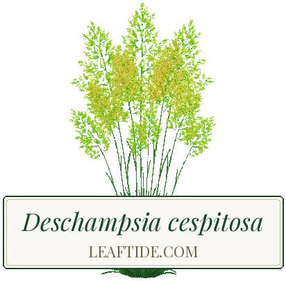 Deschampsia cespitosa