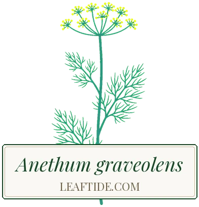 Anethum graveolens