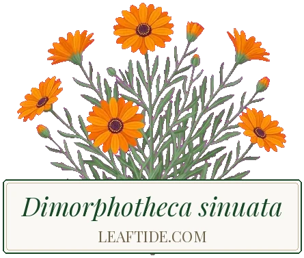 Dimorphotheca sinuata