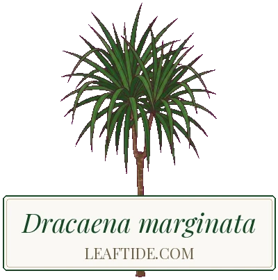 Dracaena marginata