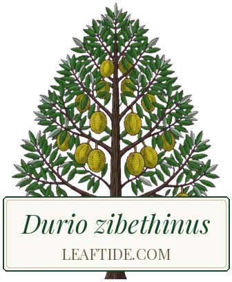 Durio zibethinus