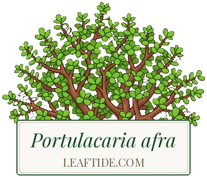 Portulacaria afra
