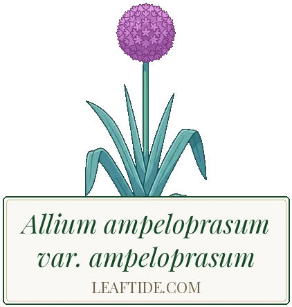 Allium ampeloprasum var. ampeloprasum