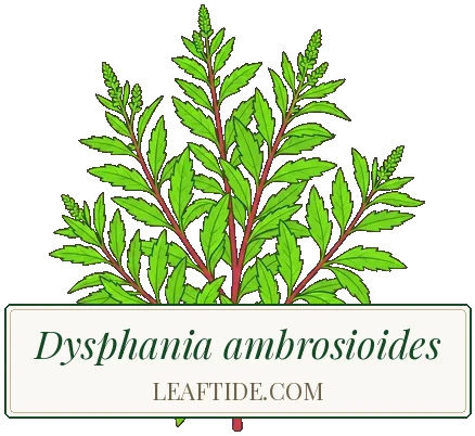 Dysphania ambrosioides