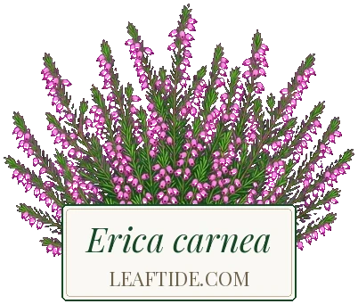 Erica carnea