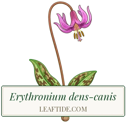 Erythronium dens-canis