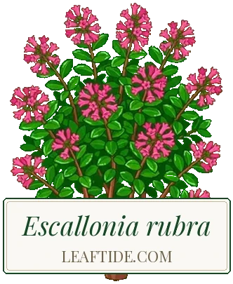 Escallonia rubra
