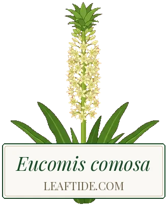 Eucomis comosa