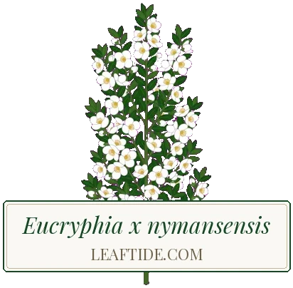 Eucryphia x nymansensis