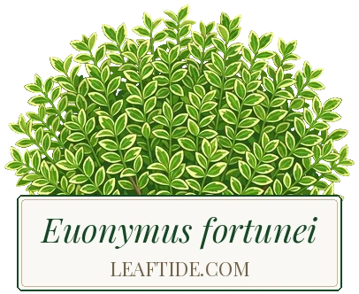 Euonymus fortunei