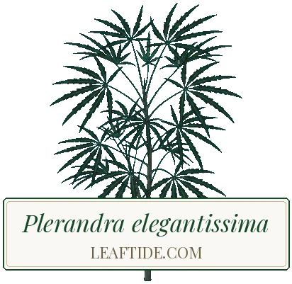 Plerandra elegantissima