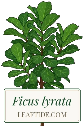 Ficus lyrata