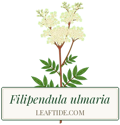 Filipendula ulmaria