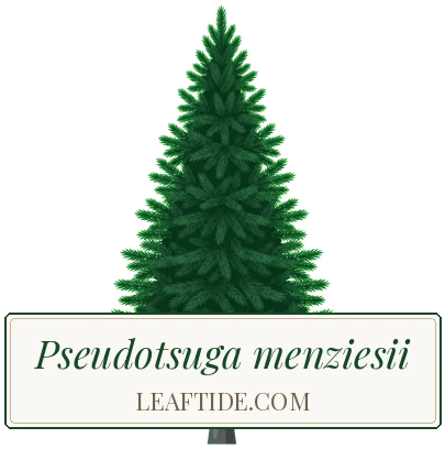 Pseudotsuga menziesii