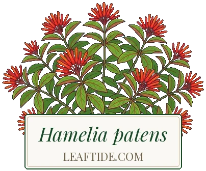 Hamelia patens