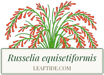 Russelia equisetiformis