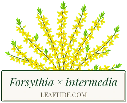 Forsythia × intermedia