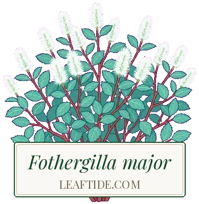 Fothergilla major