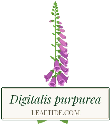 Digitalis purpurea