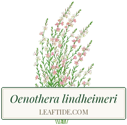 Oenothera lindheimeri