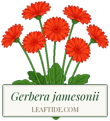 Gerbera jamesonii