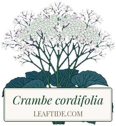 Crambe cordifolia