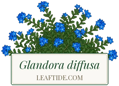 Glandora diffusa