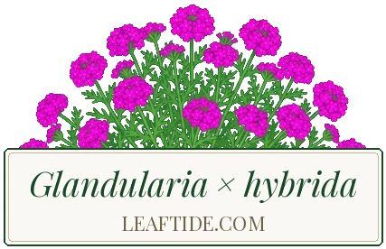 Glandularia × hybrida