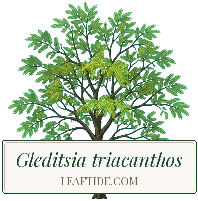 Gleditsia triacanthos