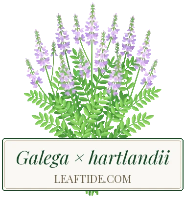 Galega × hartlandii