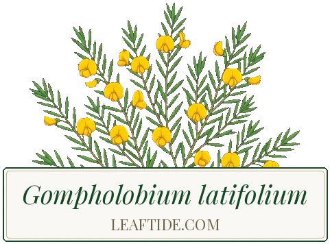 Gompholobium latifolium