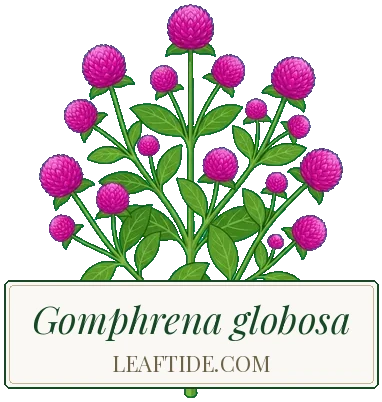 Gomphrena globosa