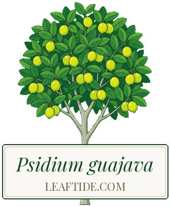 Psidium guajava